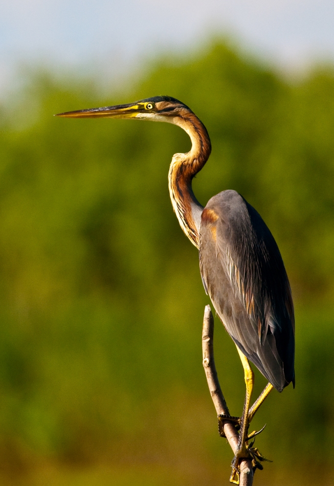 The Purple Heron