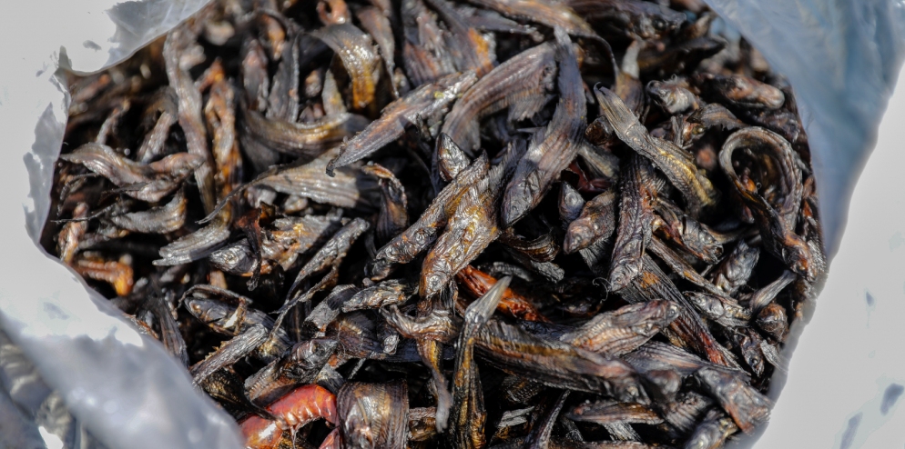 Fresh and Dried Fish