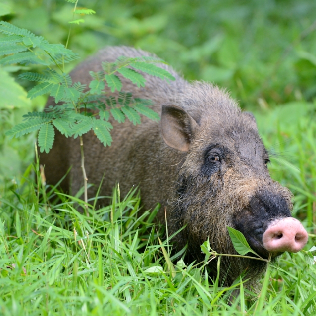 The Bearded Pig (Sus barbatus)