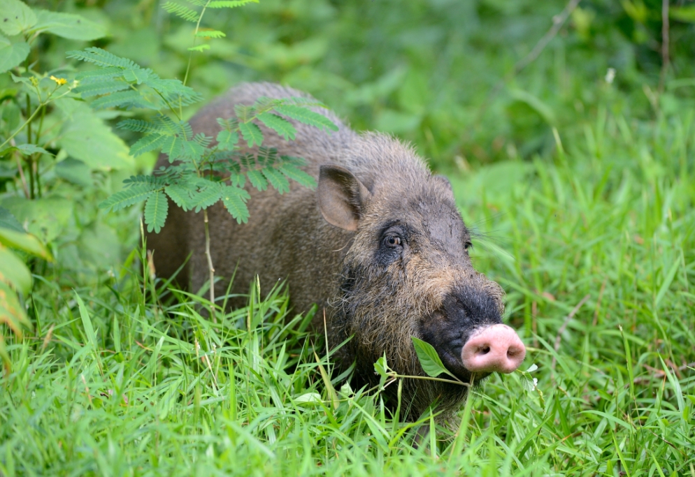 The Bearded Pig (Sus barbatus)