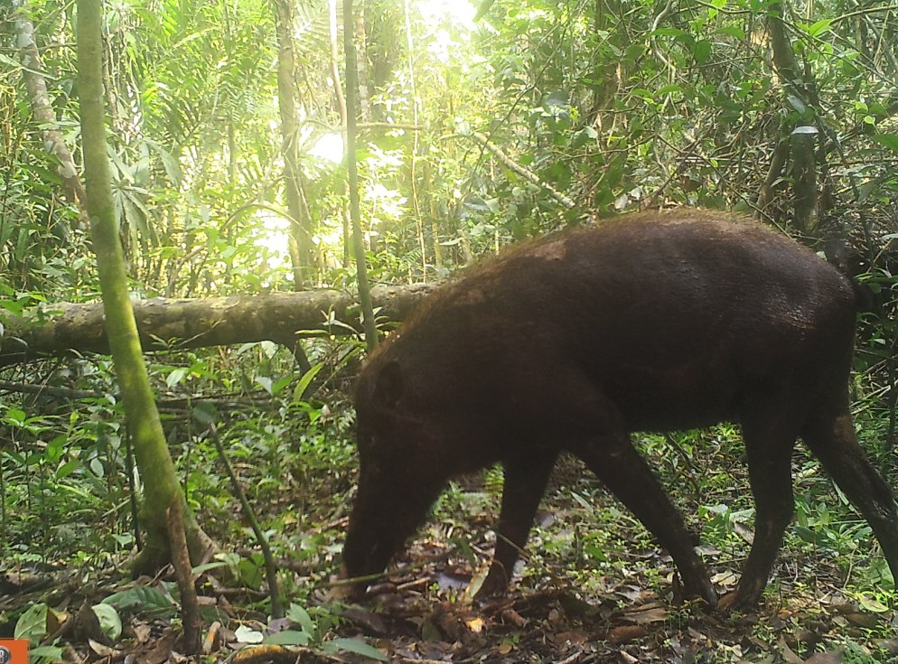 The Bearded Pig (Sus barbatus)