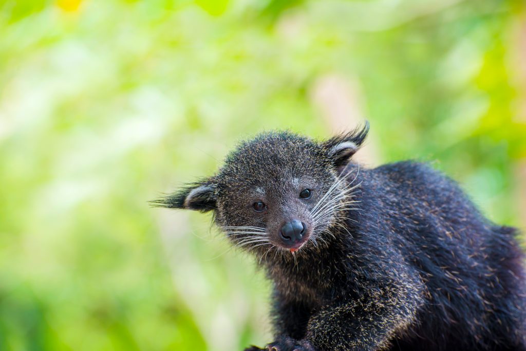 RER-Binturong The Bearcat