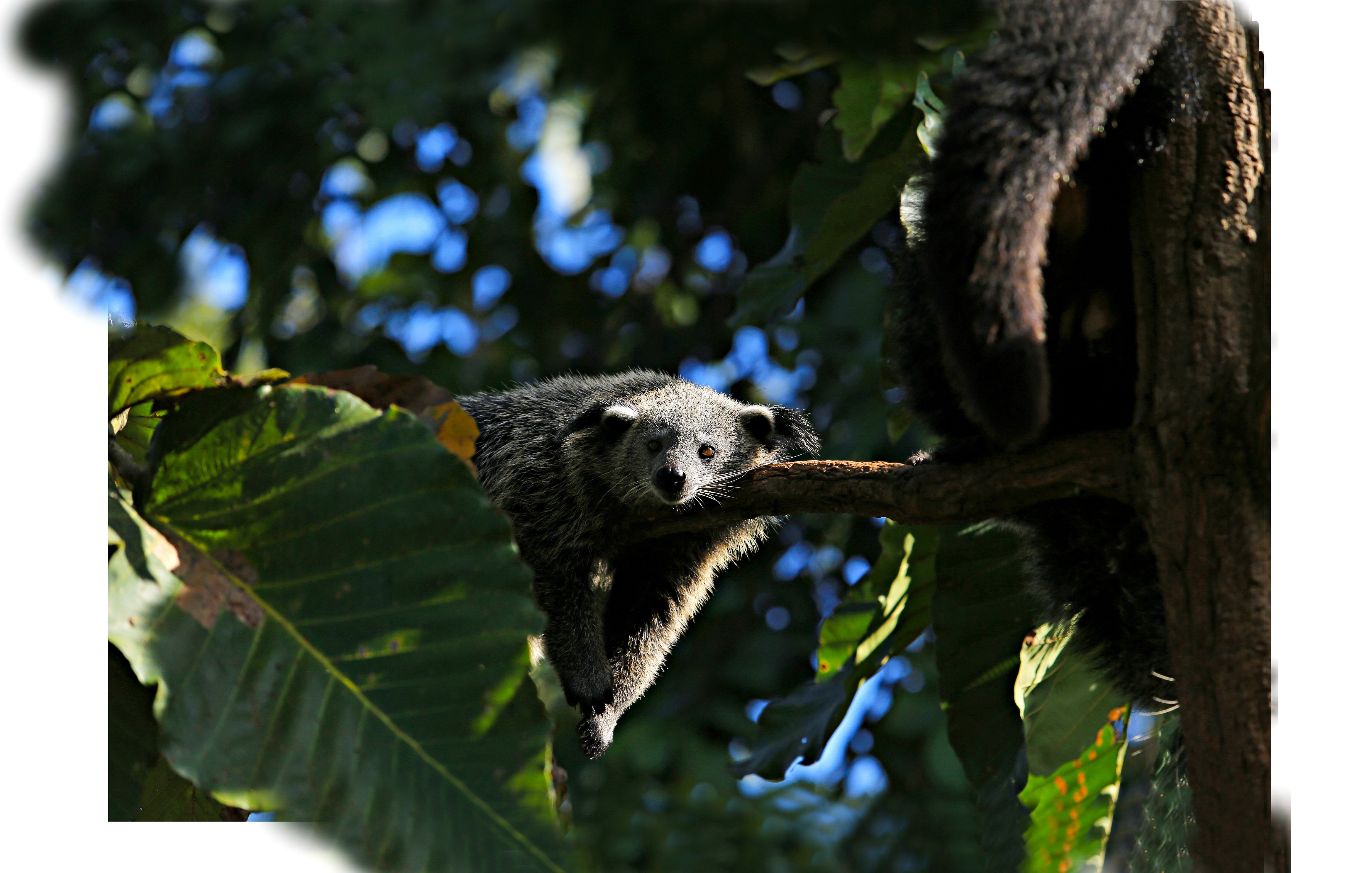 Binturong is lying on a tree branches