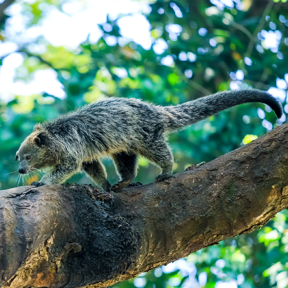 RER-Binturong