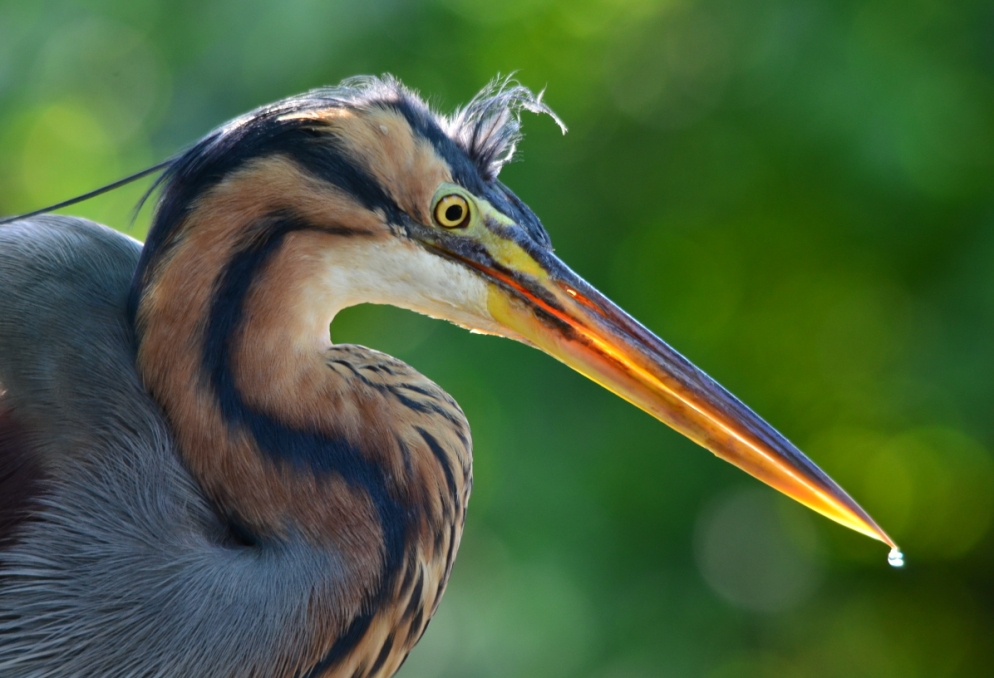 Wildlife of RER: Purple Heron