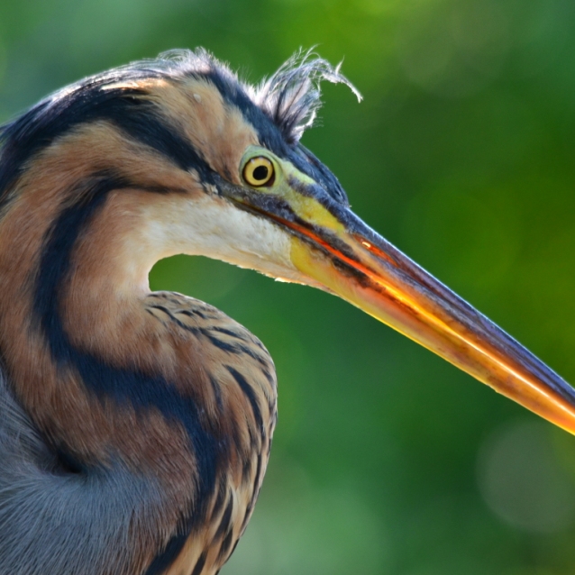 Wildlife of RER: Purple Heron