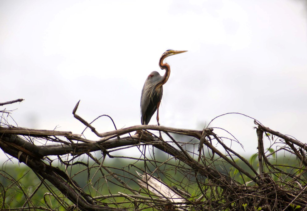 Wildlife of RER: Purple Heron