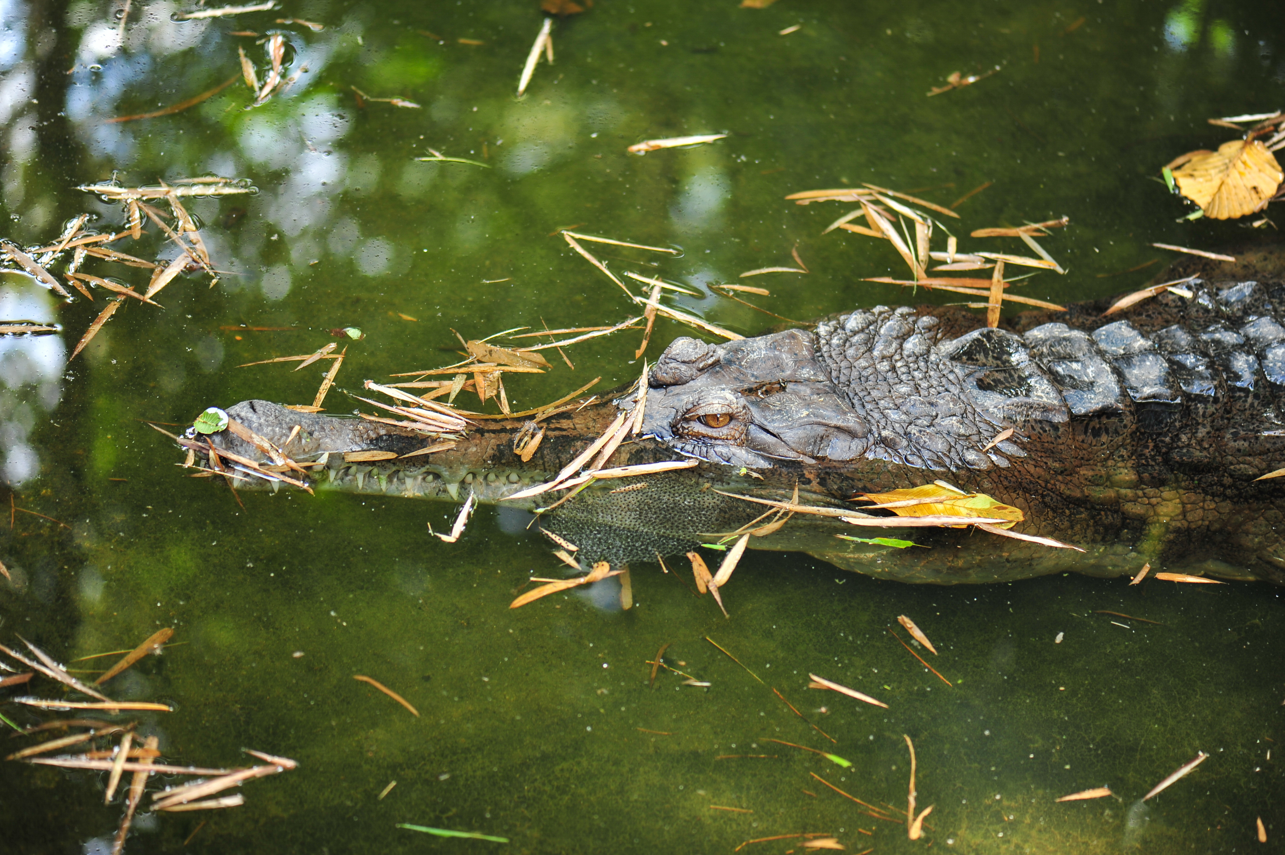 The False Gharial