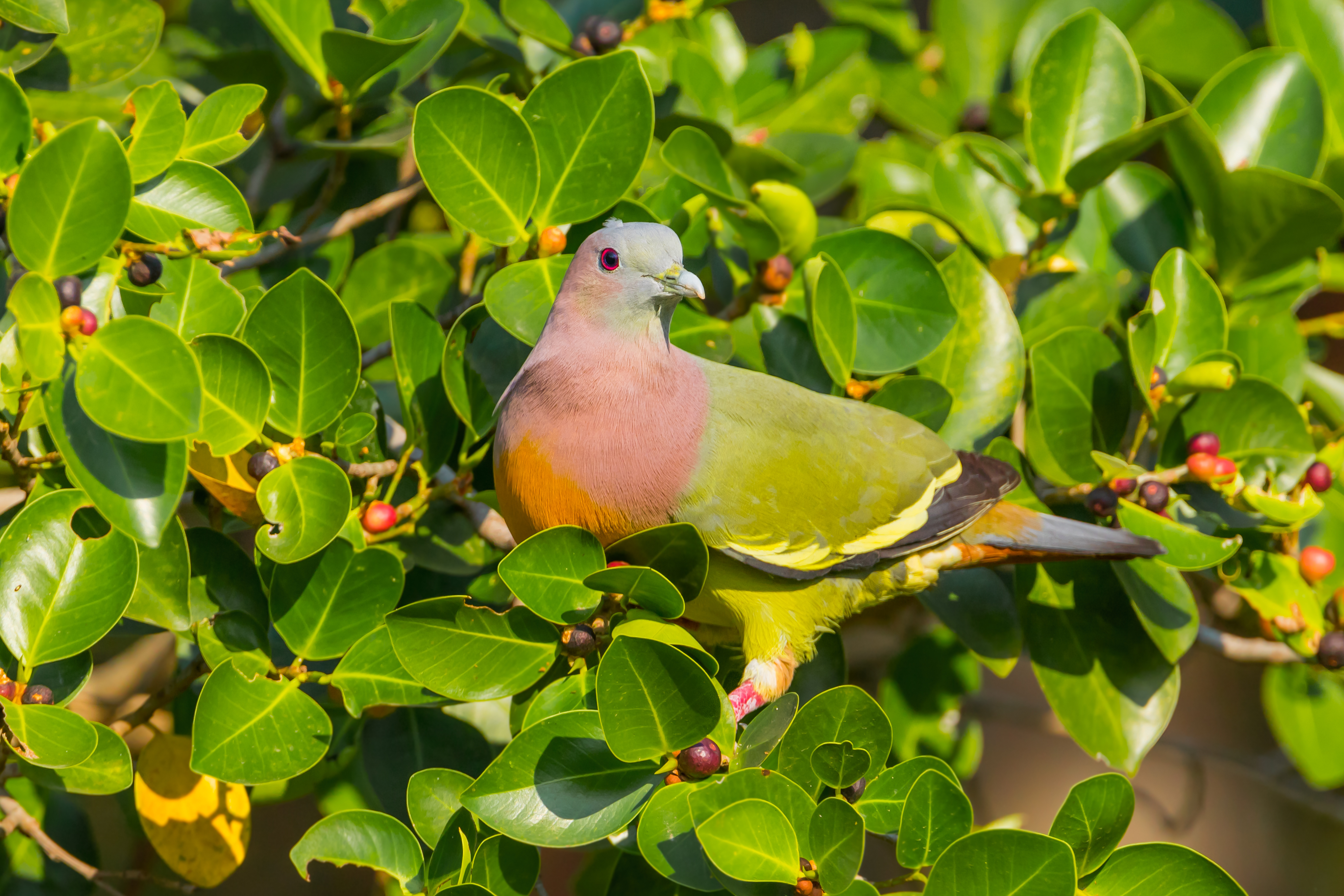 RER - Rainbow Pigeon