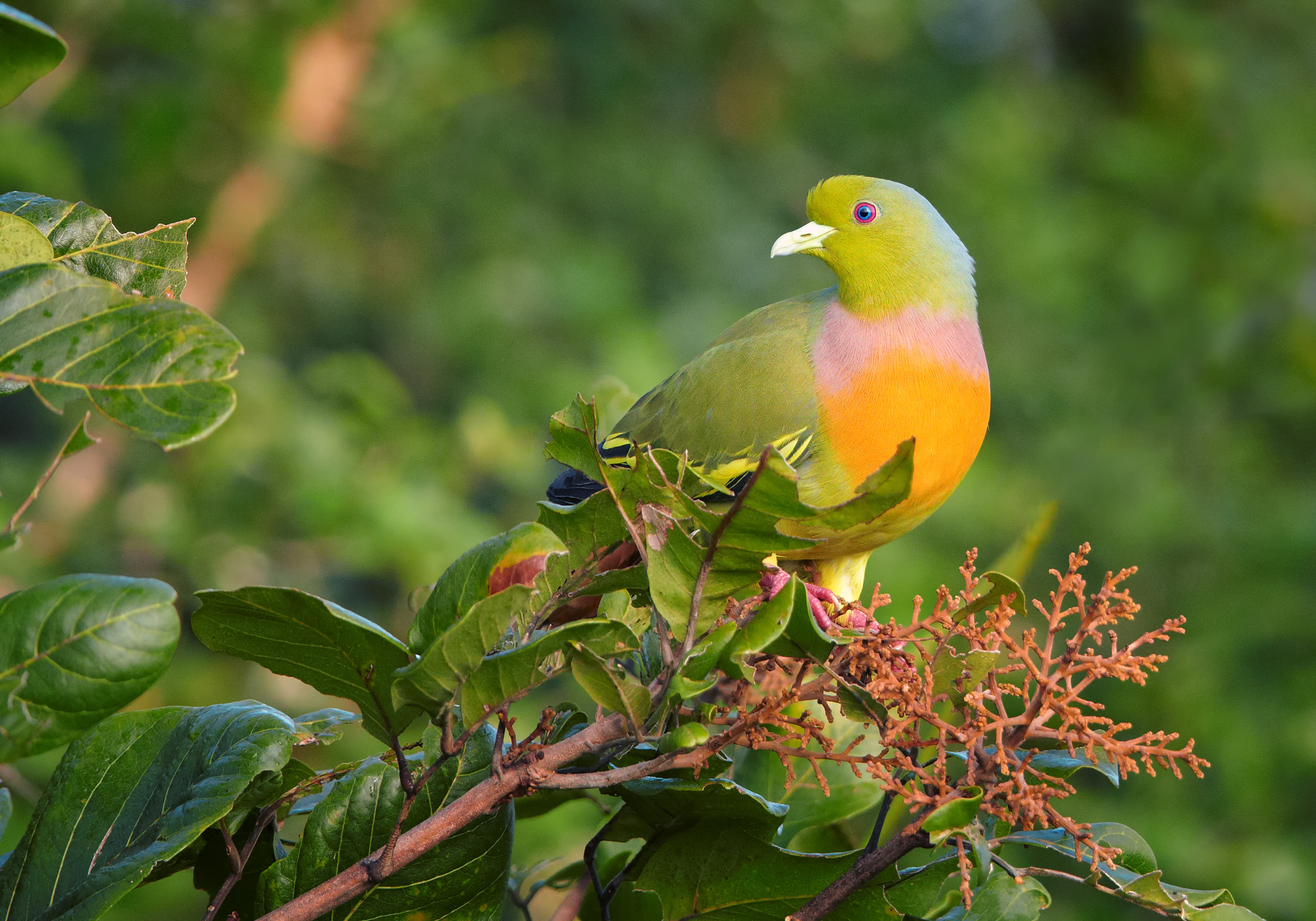 Pink-Necked-Green Pigeon