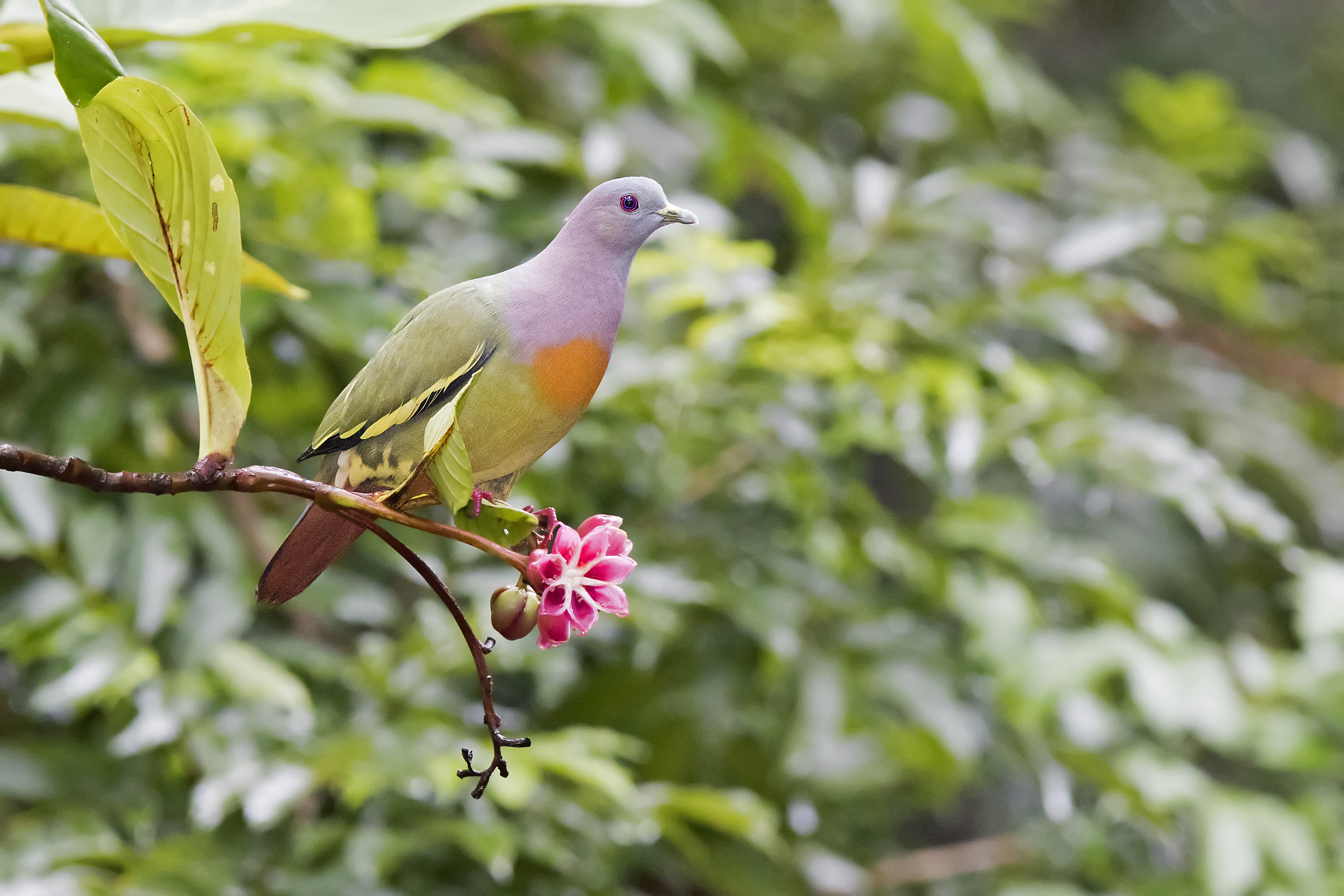 RER - Pink Necked Green Pigeon