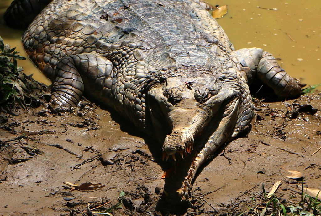 Wildlife of RER: False Gharial