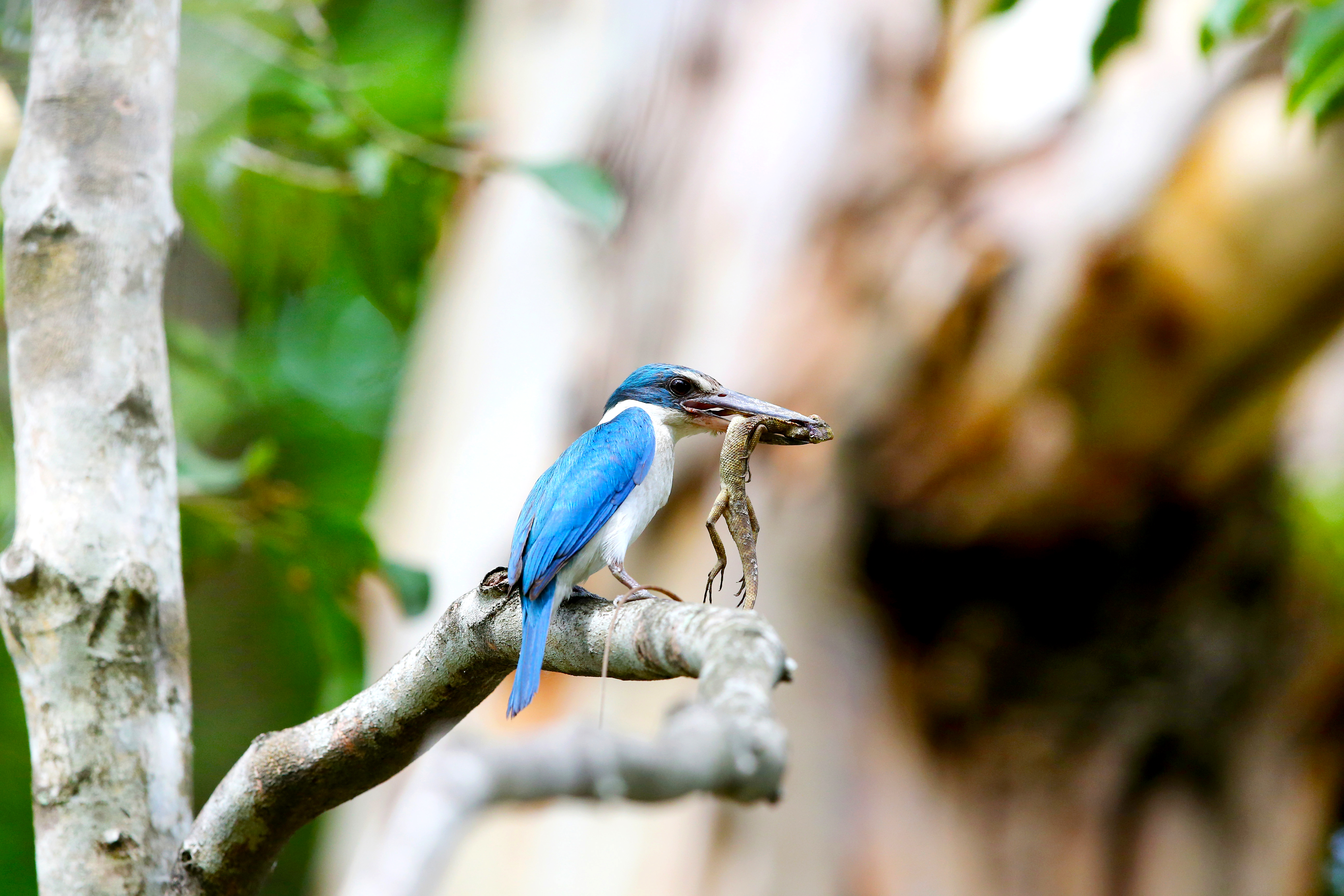 White Collared Kingfisher