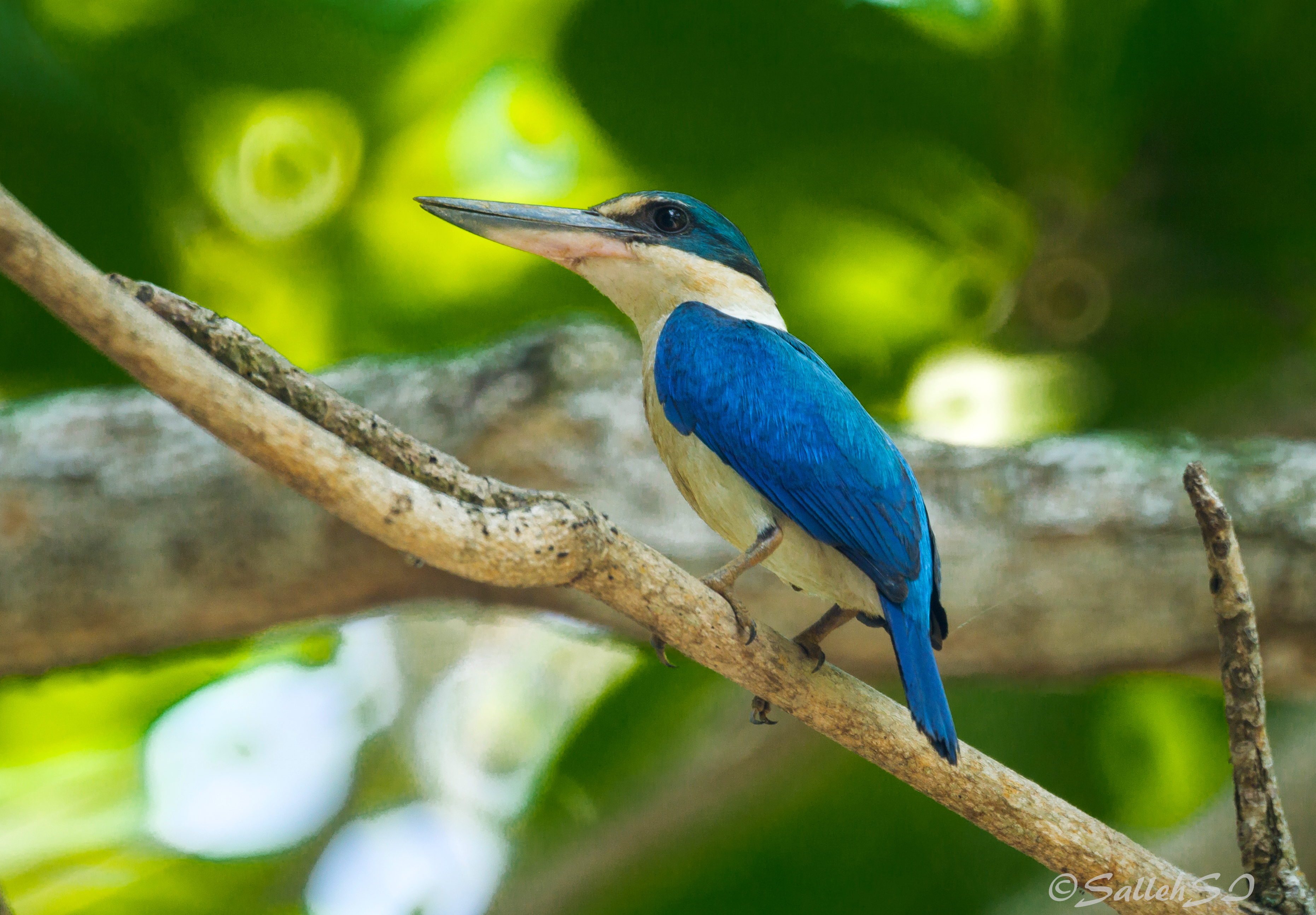 White Collared Kingfisher