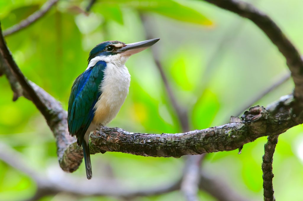 White Collared Kingfisher