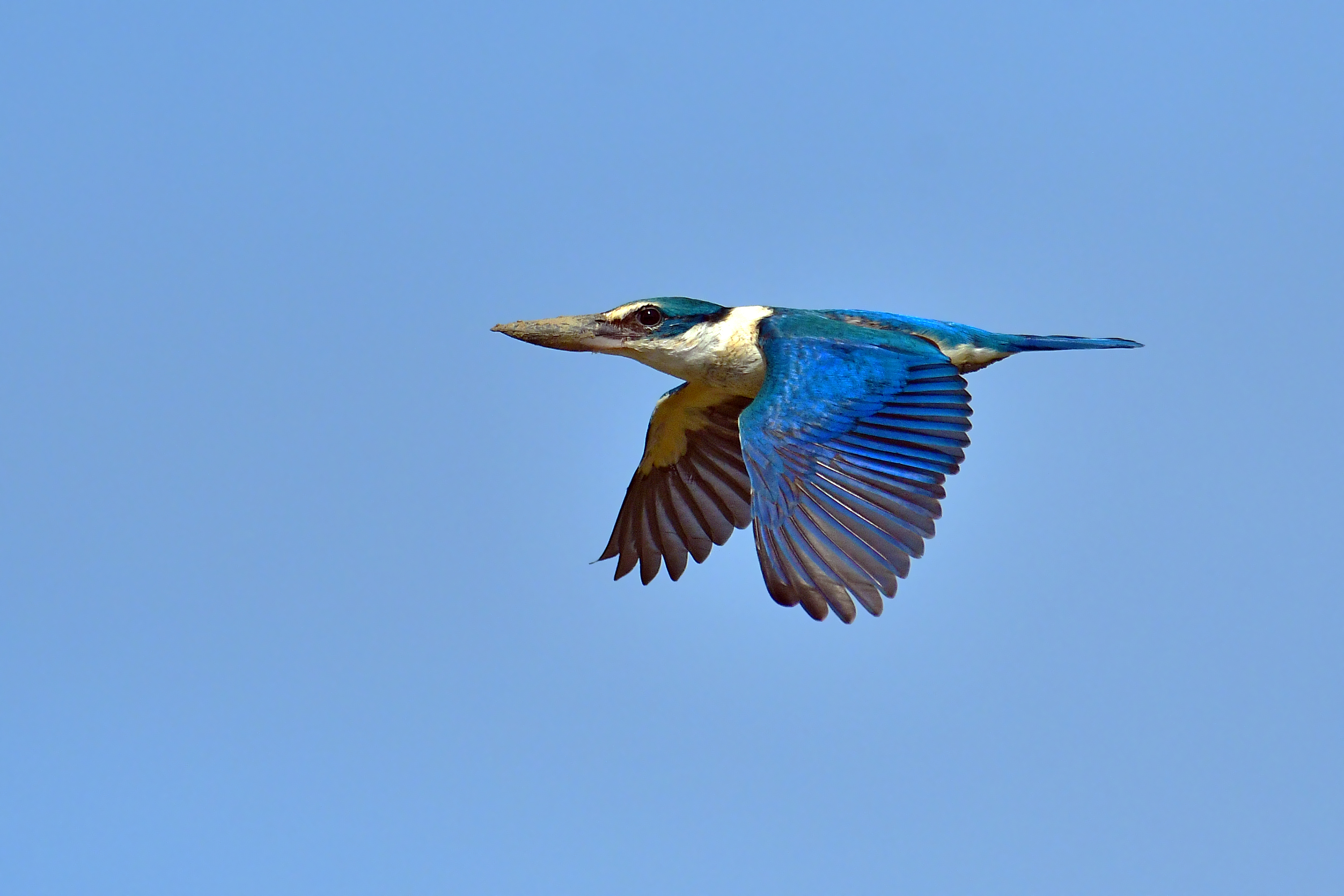 White Collared Kingfisher