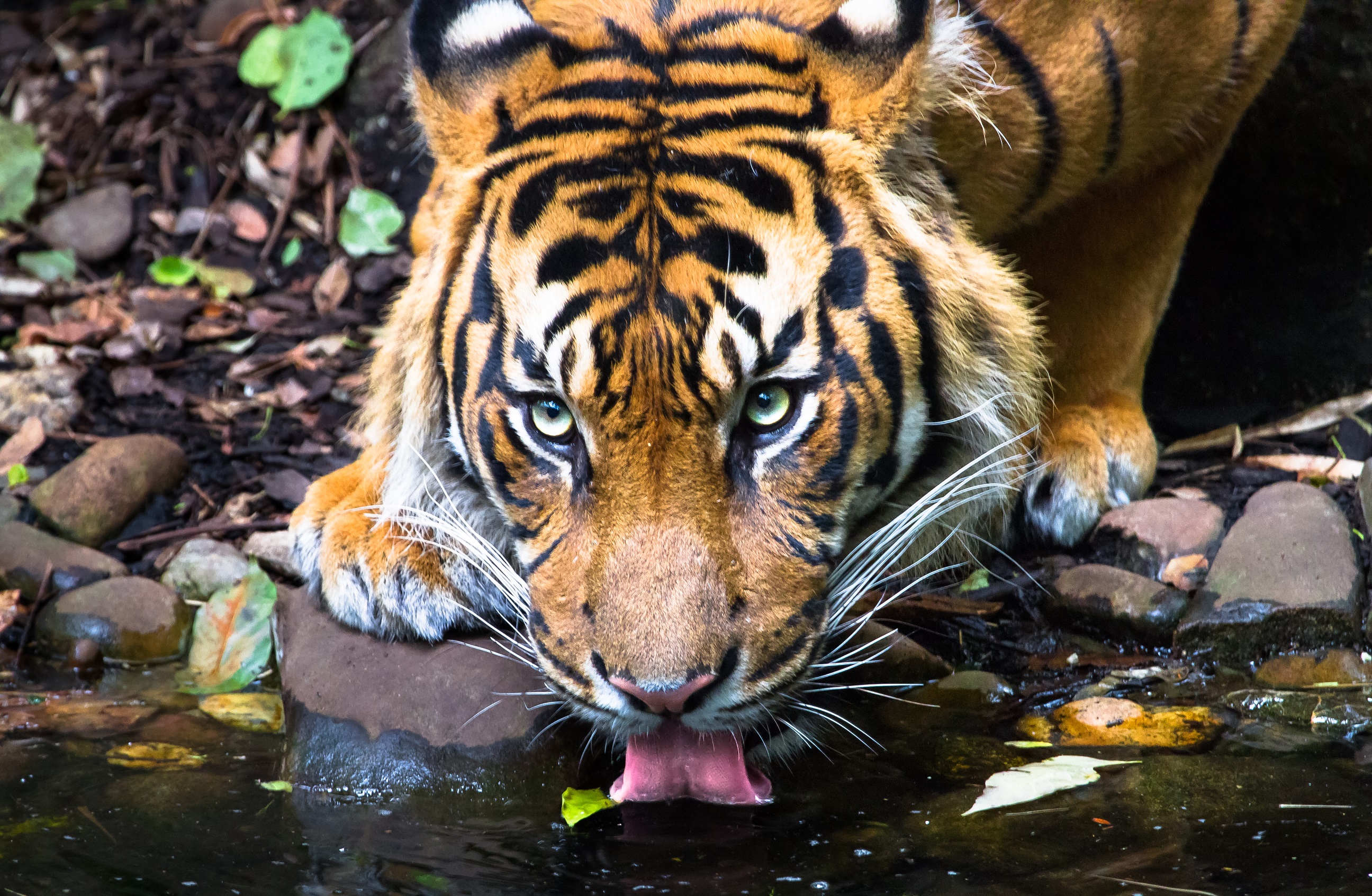 Panthera tigris sondaica