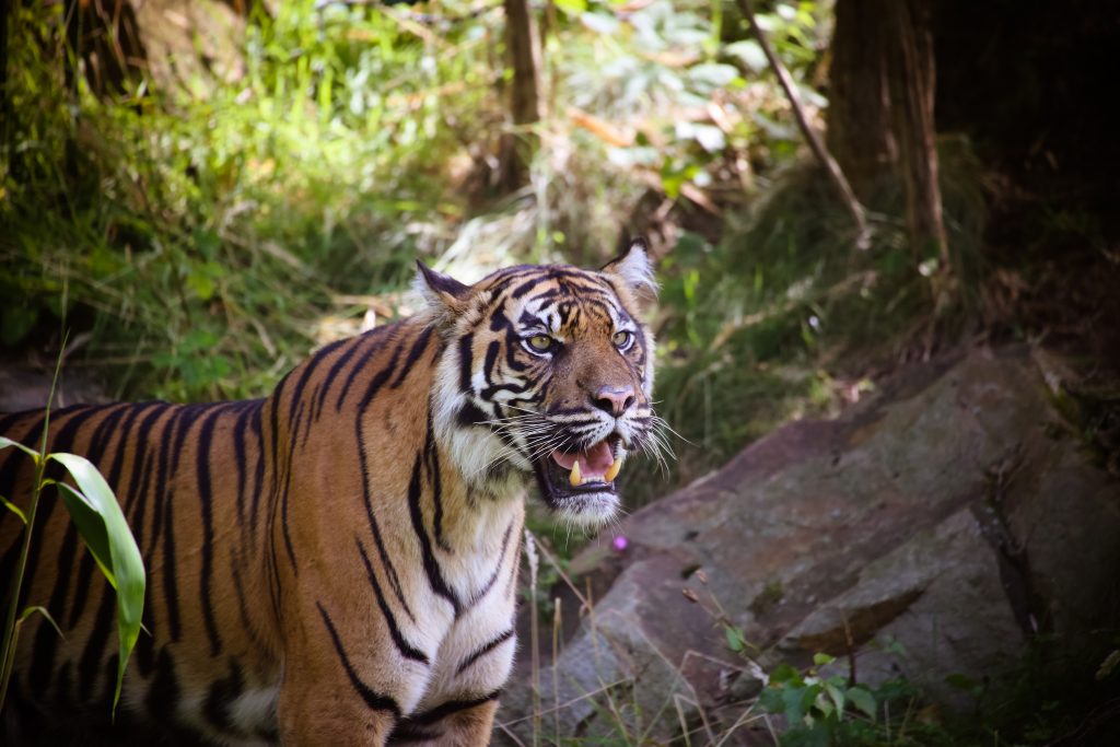RER - Sumatran-Tiger