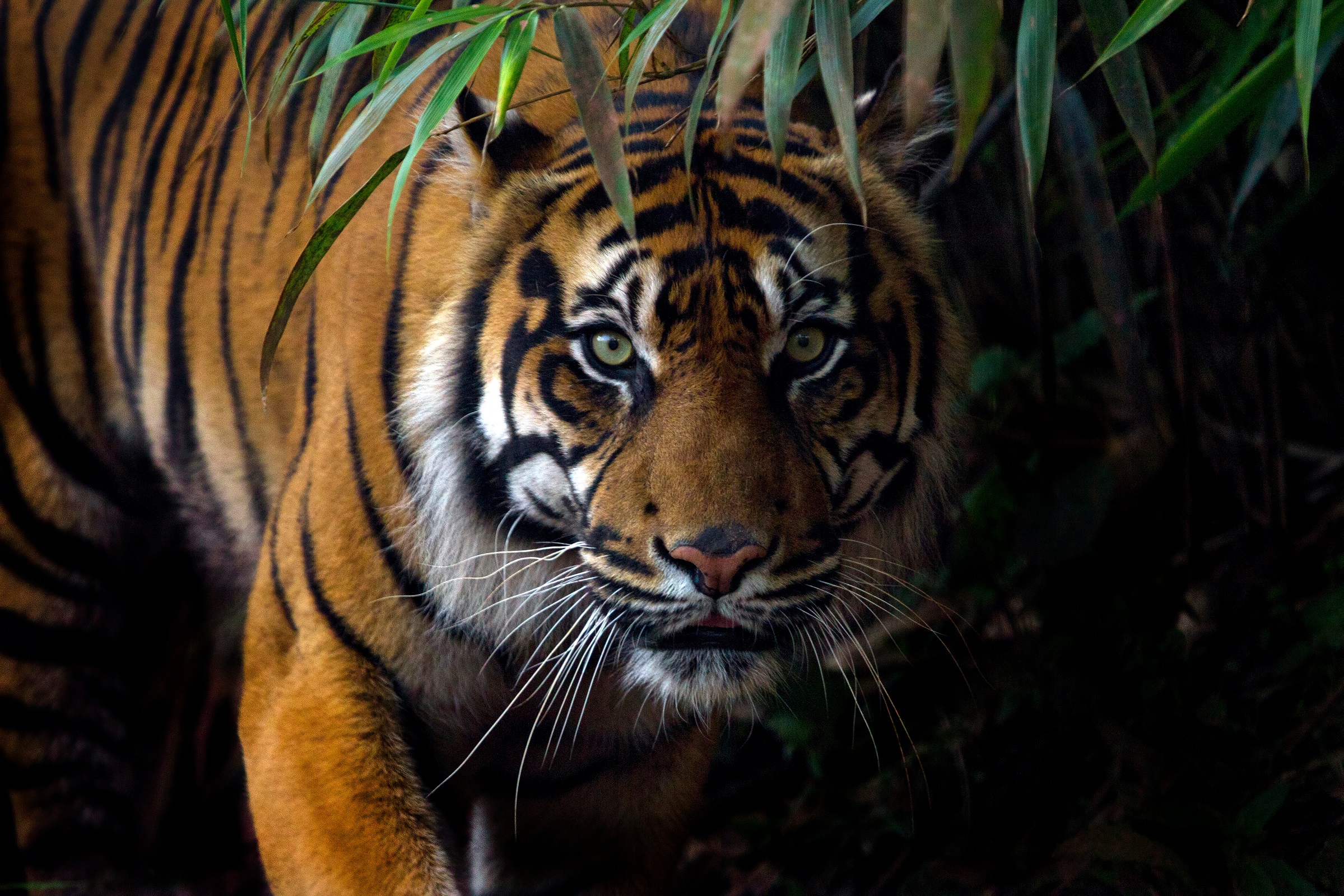 RER - Sumatran Tiger