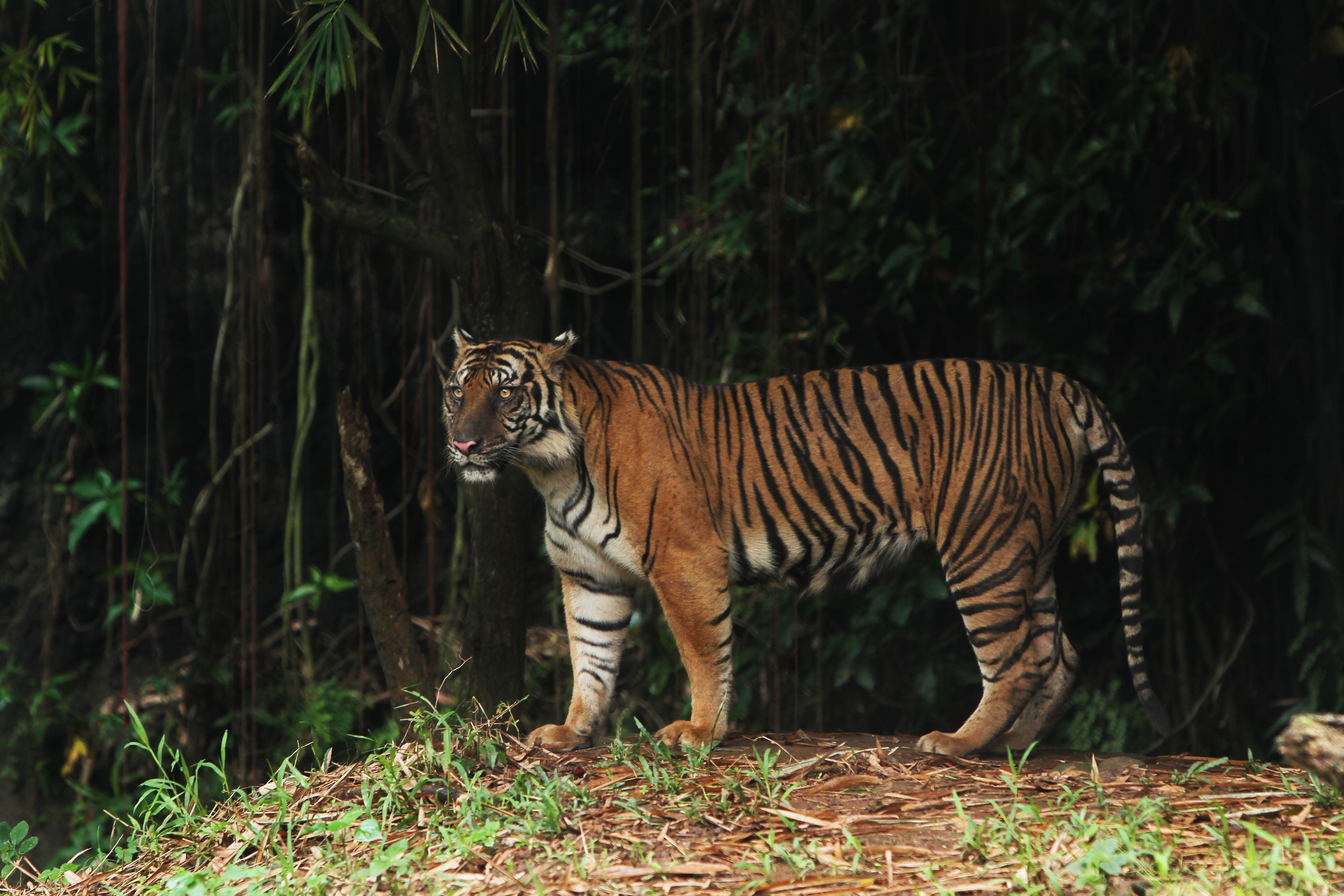 Sumatran Tiger