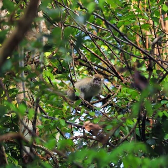 Wildlife of RER: Southern Pig-tailed Macaque