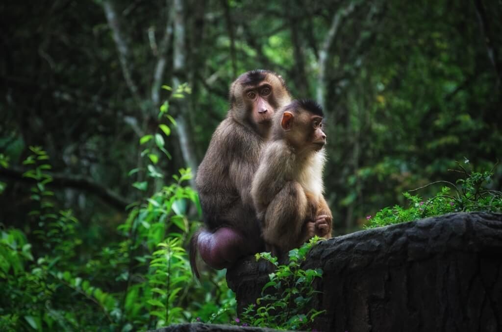 Southern Pig-tailed Macaque