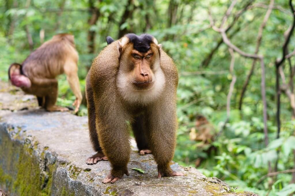 Southern Pig-tailed Macaque