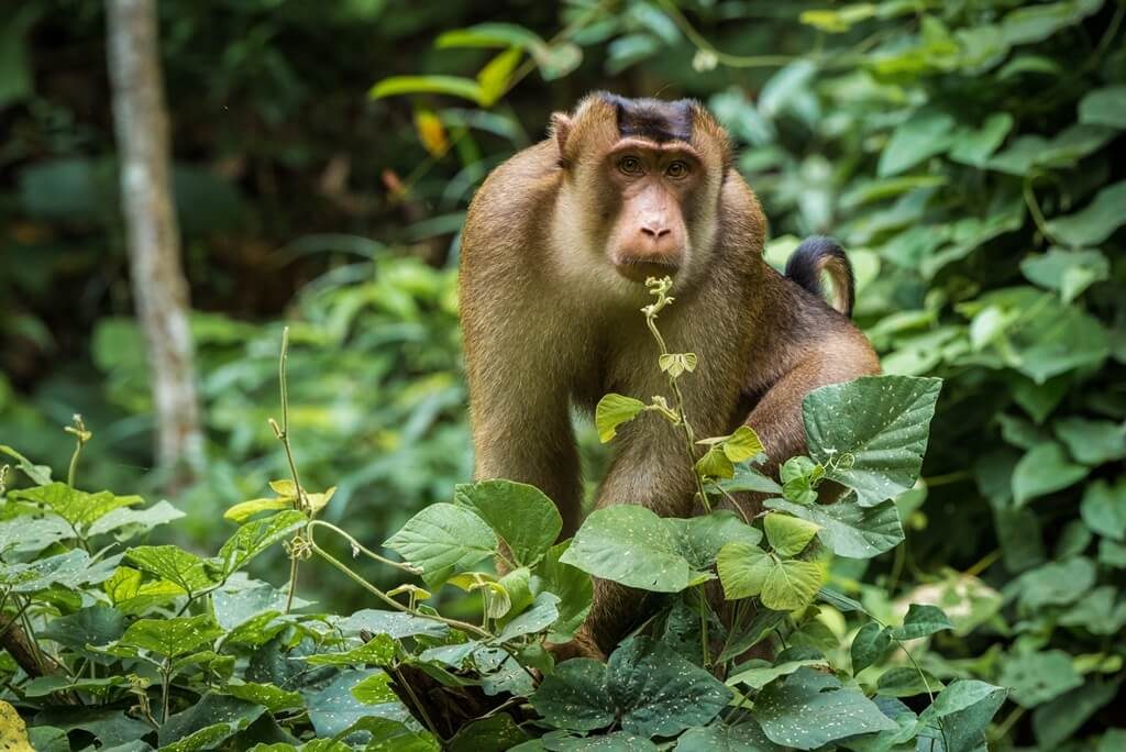 Southern Pig-tailed Macaque