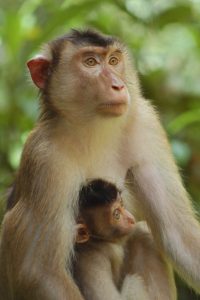 Southern Pig-tailed Macaque