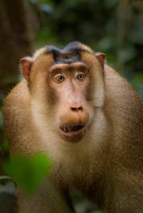 Southern Pig-tailed Macaque