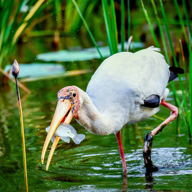 Wildlife of RER: Milky Stork