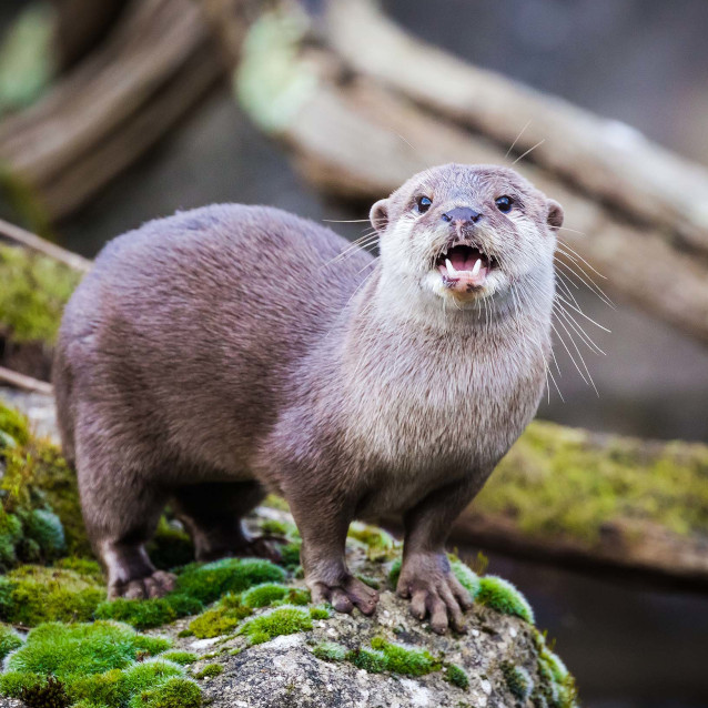 Asian Small-Clawed Otters Population