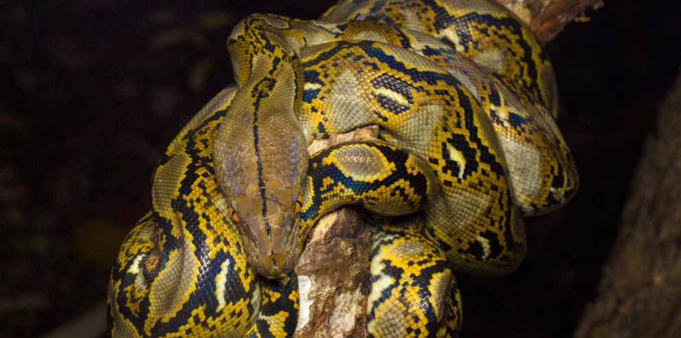 RER - Reticulated Python