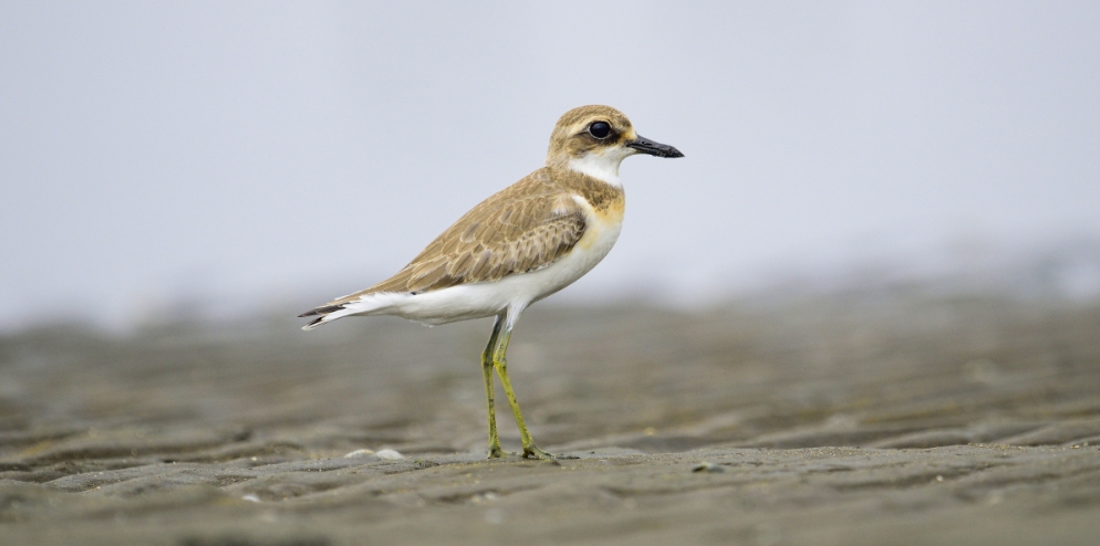 RER - The Greater Sand-Plover (Charadrius leschenaultii)