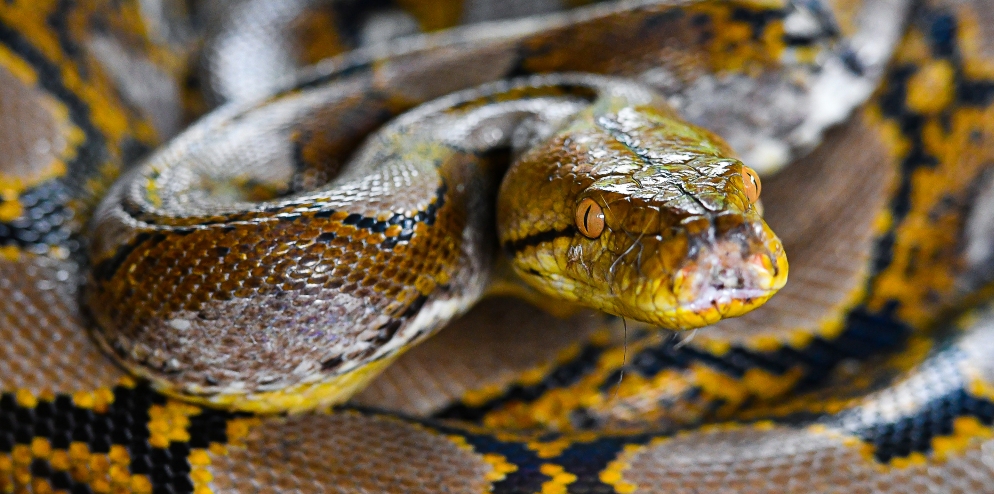 RER - Reticulated Python