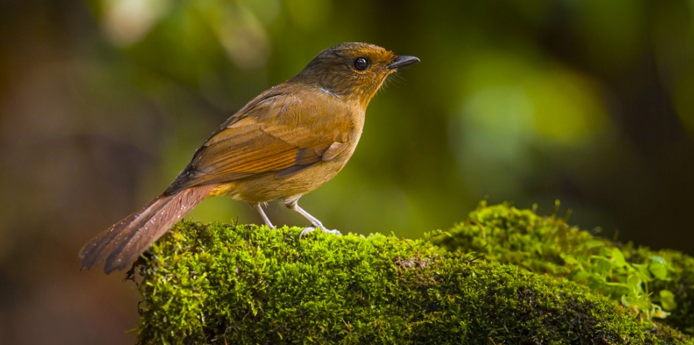 RER - The Large Niltava (Niltava grandis)