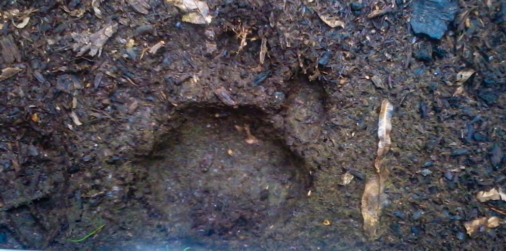 Sumatran Tiger Paw Print - World Tiger Day