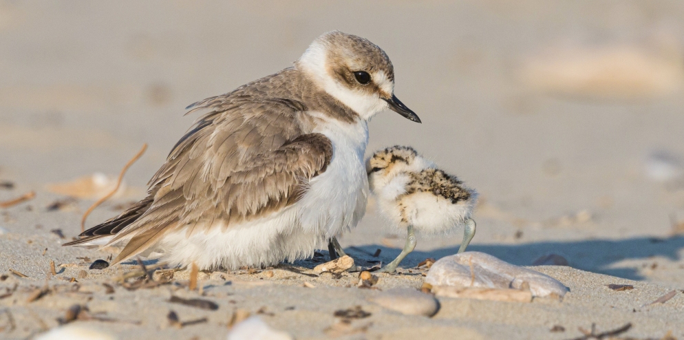 RER - The Kentish Plover (Charadrius alexandrinus)