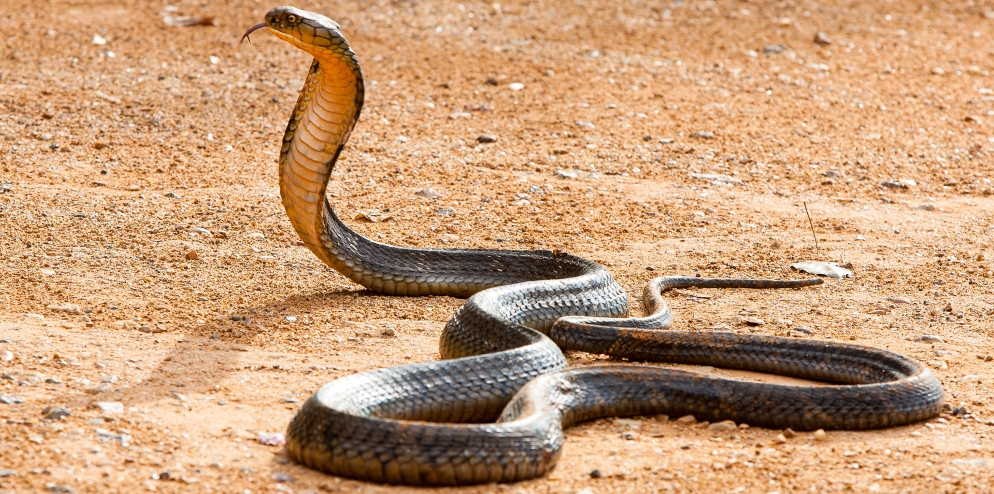 RER - Mangrove Tree Snake