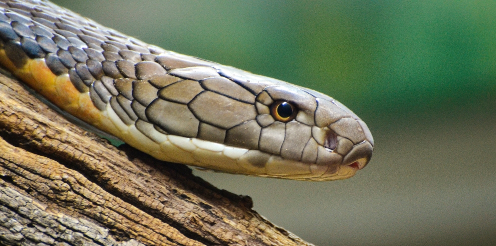 RER - Mangrove Tree Snake