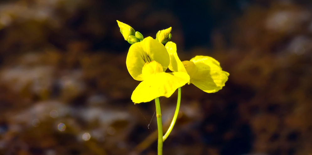 RER - Golden bladderwort