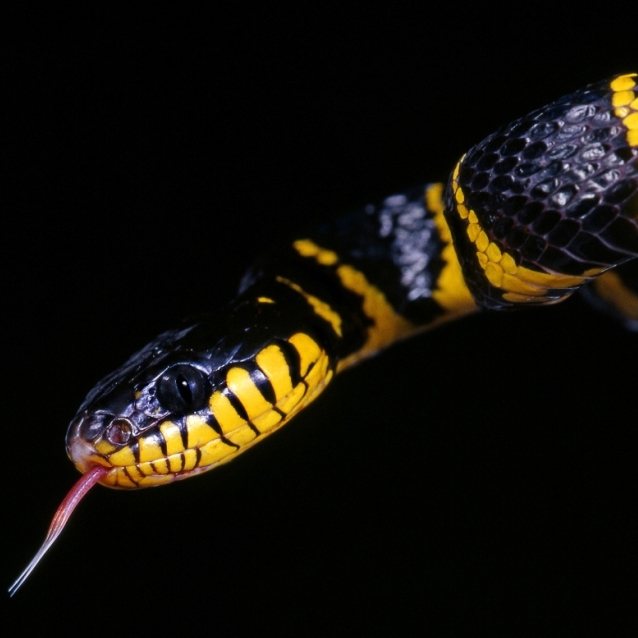 RER - MANGROVE TREE SNAKE