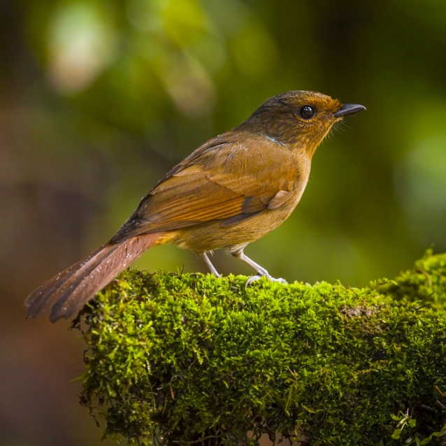 RER - The Large Niltava (Niltava grandis)