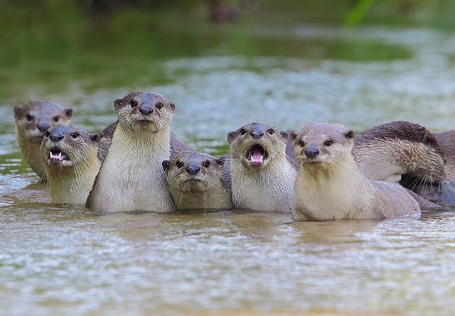 Wildlife of RER (Asian Small-clawed Otter)