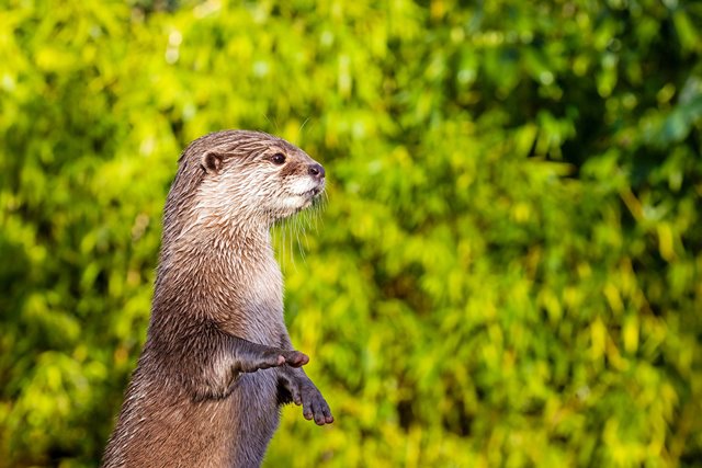 Wildlife of RER (Asian Small-clawed Otter)