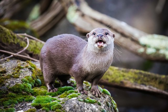 Wildlife of RER (Asian Small-clawed Otter)