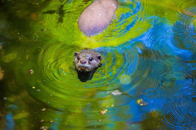 Wildlife of RER (Asian Small-clawed Otter)