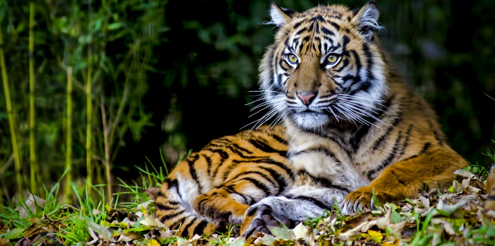 Sumatran-Tiger – International Tiger Day