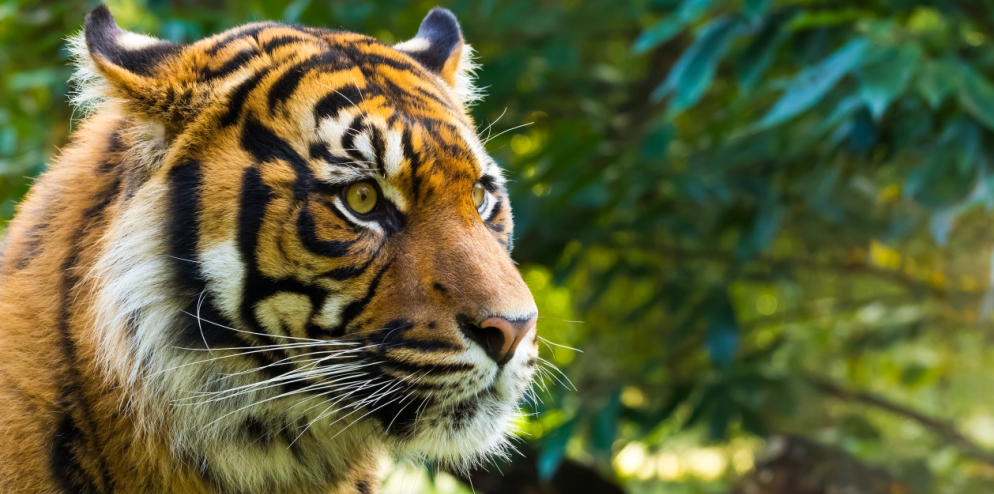 Sumatran Tiger – Global Tiger Day