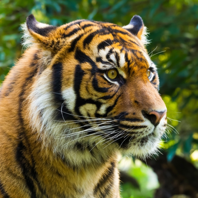 Sumatran Tiger – Global Tiger Day